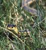 Garter Snake (Thamnophis  sp)
