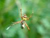 Orb-web Spider (Argiope minuta)