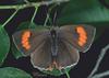 Brown Hairstreak Butterfly (Thecla betulae)