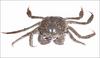 참게 Eriocheir sinensis (Chinese Mitten Crab)