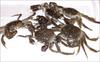 참게 Eriocheir sinensis (Chinese Mitten Crab)