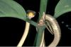 slender tree snake