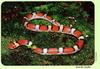 Northern Scarlet Snake (Cemophora coccinea copei)