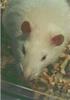 Lab Animal - Norway Rat (Rattus norvegicus)