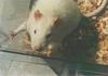 Lab Animal - Norway Rat (Rattus norvegicus)