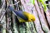 Prothonotary Warbler (Protonotaria citrea)