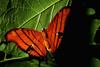 Ruddy Daggerwing Butterfly (Marpesia petreus)