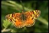 Fritillary Butterfly (Nymphalidae)