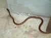 비바리뱀 Sibynophis collaris (Black-headed Snake)