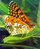 Glanville Fritillary Butterfly (Melitaea cinxia)