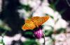 Silver-washed Fritillary Butterfly (Argynnis paphia)
