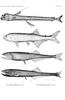 Fangtooth / Fangjaw : Sloane's viperfish (Chauliodus sloani), Gonostoma denudatum, spark anglemo...