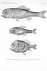 Fangtooth / Fangjaw : shoulderspine bigscale (Melamphaes suborbitalis), Bean's bigscale (Scopelo...
