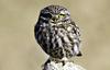 금눈쇠올빼미 Athene noctua (Little Owl)
