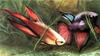 Siamese fighting fish (Betta splendens)