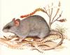 Western Mouse (Pseudomys occidentalis)