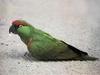 Thick-billed Parrot (Rhynchopsitta pachyrhyncha)