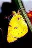 Clouded Yellow Butterfly (Colias crocea)