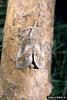 European Pine Moth (Dendrolimus pini)