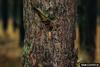 European Pine Moth (Dendrolimus pini) cocoon