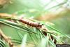 European Pine Moth (Dendrolimus pini) larva