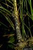 Masson Pine Moth (Dendrolimus punctatus) larva