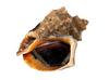피뿔고둥 Rapana venosa (Veined Rapa Whelk)