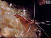 Scarlet Cleaner Shrimp (Lysmata amboinensis)