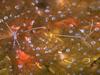 Pederson Cleaner Shrimp (Periclimenes pedersoni)