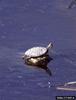 Western Pond Turtle (Clemmys marmorata)