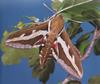 Sphinx Moth (Sphingidae)