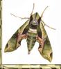 Sphinx Moth (Sphingidae)