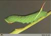 One-eyed Sphinx (Smerinthus cerisyi) larva