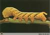 Death's Head Hawkmoth (Acherontia atropos) larva