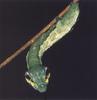 Hawkmoth Caterpillar (Sphingidae) : Snake head mimicry