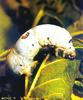 Silkworm (Bombyx mori)