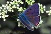 Purple-shot Copper Butterfly (Heodes alciphron)
