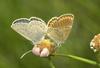 Butterflies (Lycaenidae)