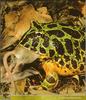 Argentine Horned Frog (Ceratophrys ornata)