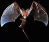 Ghost Bat (Macroderma gigas)