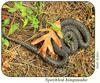 Speckled Kingsnake (Lampropeltis getula holbrooki)