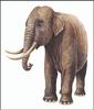 [Extinct Animals] Tilo Island Dwarf Elephant (Elephas falconeri)