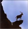 [Extinct Animals] Portuguese Ibex (Capra pyrenaica lusitanica)