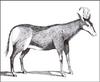 [Extinct Animals] Cape Hartebeest (Alcelaphus caama)