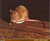 Norway Rat (Rattus norvegicus)