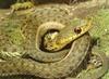 Garter Snake (Thamnophis sp.)