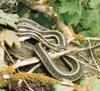 Common Garter Snake (Thamnophis sirtalis)