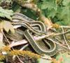 Red-sided Garter Snake (Thamnophis sirtalis parietalis)