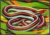 San Francisco Garter Snake (Thamnophis sirtalis tetrataenia)