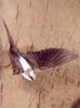 White-backed Swallow (Cheramoeca leucosternus)